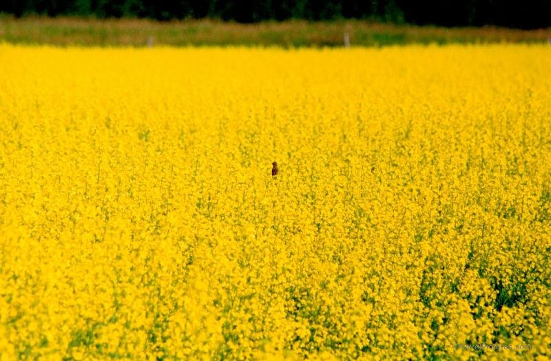 Kelvington bird canola yellow flower flowers